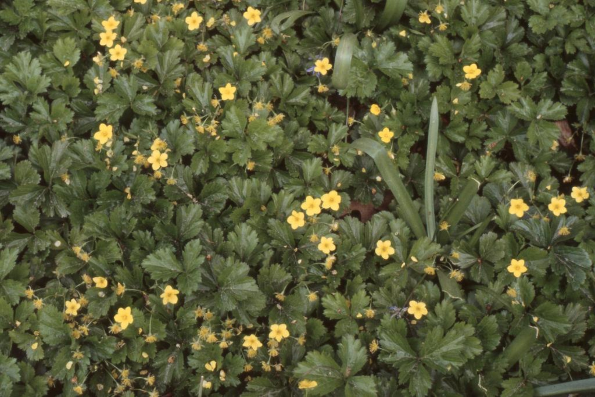 candy corn plant Cuphea micropetala