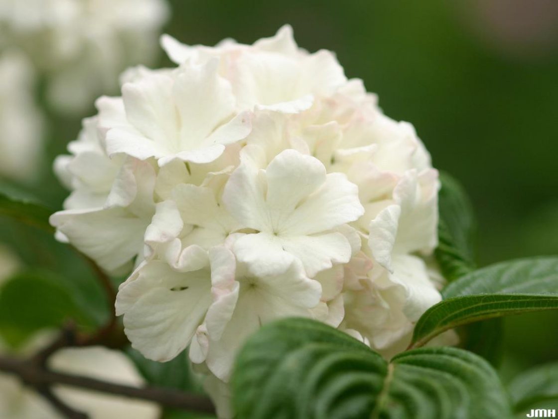 Viburnum plicatum (doublefile viburnum), sterile flowers