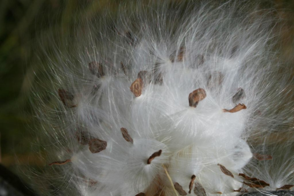 Asclepias syriaca (Common Milkweed), seed