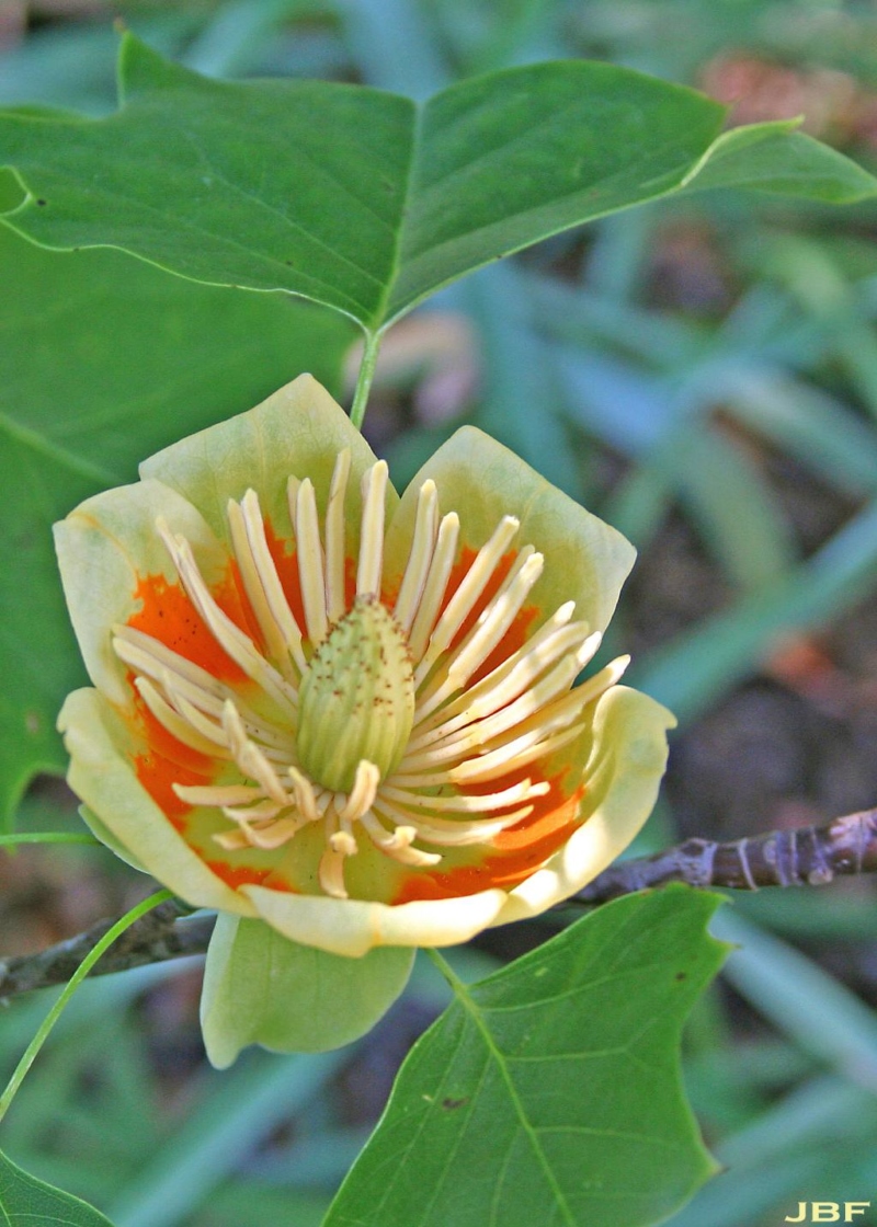 Tuliptree | The Morton Arboretum
