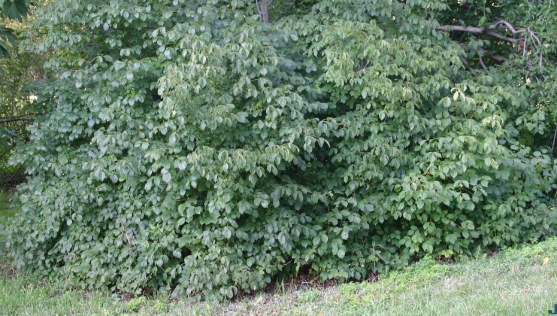 Staphylea trifolia L. (American bladdernut), growth habit, shrub form