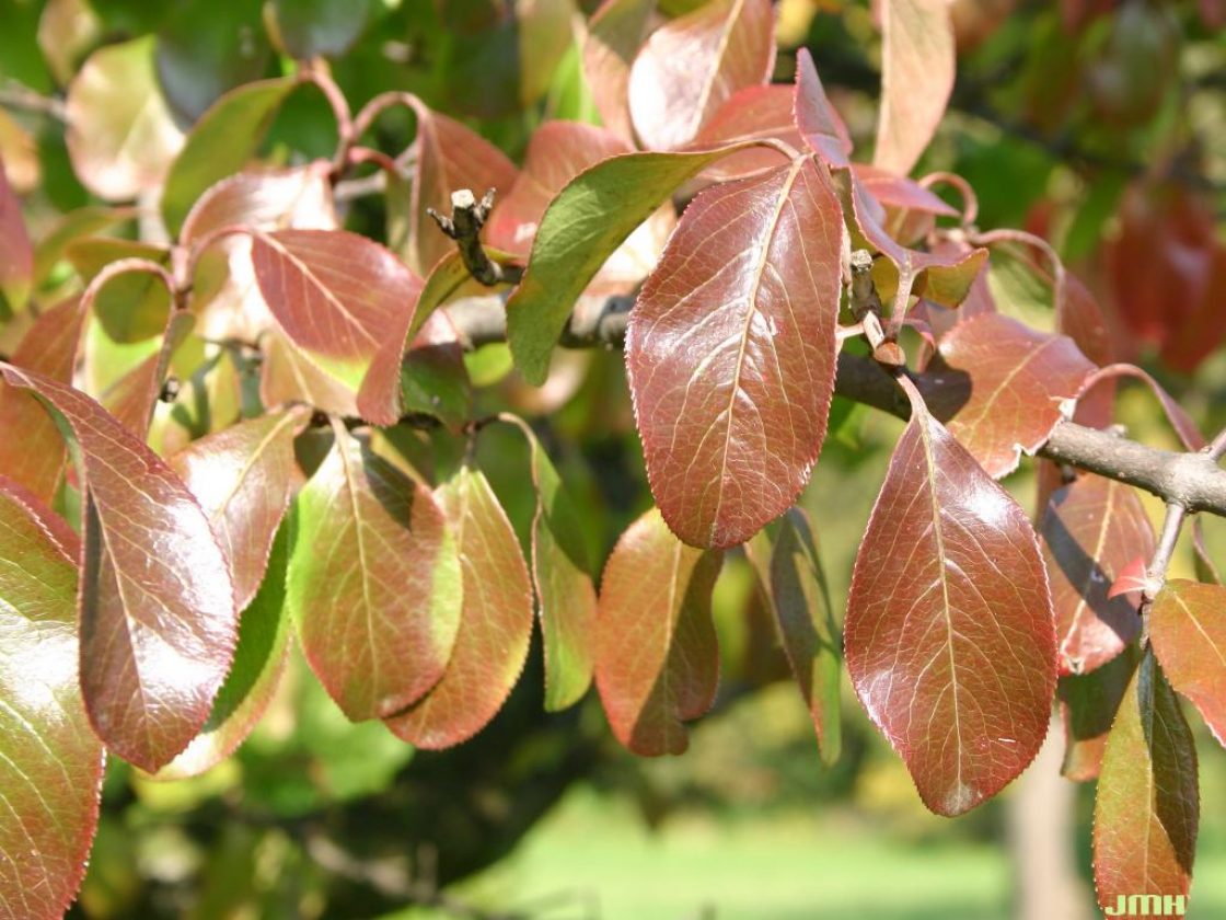 Viburnum rufidulum (southern black-haw), fall color, finely toothed leaves