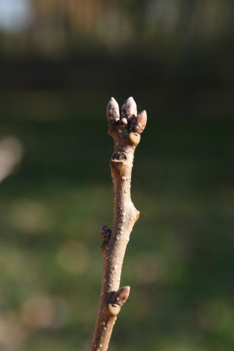 Quercus muehlenbergii (Chinkapin Oak), bud, terminal