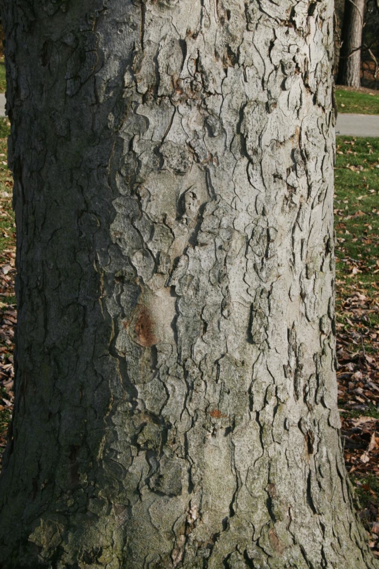 Aesculus flava (Yellow Buckeye), bark, trunk