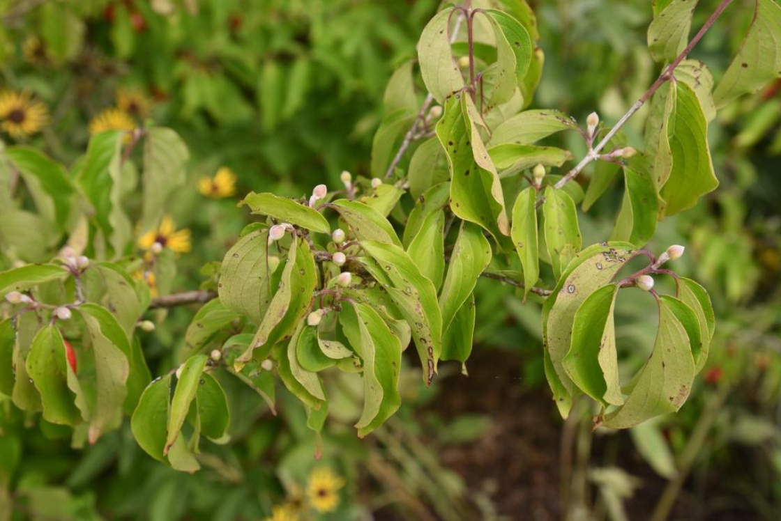 Cornus officinalis (Japanese Cornel), leaf, summer