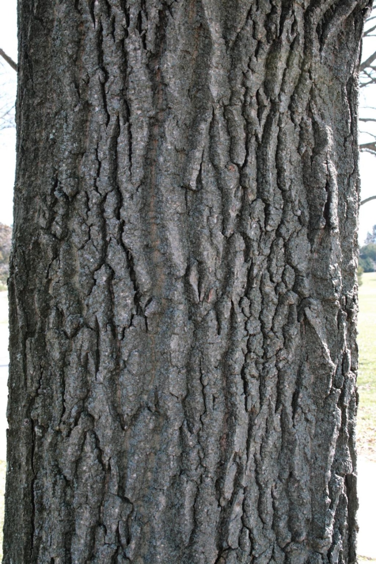 Chestnut oak | The Morton Arboretum