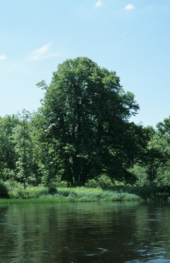 American basswood, Tilia americana