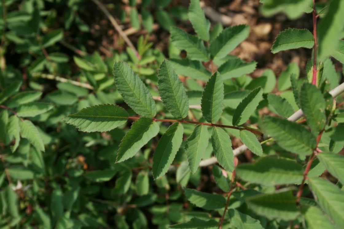Rosa blanda (Smooth Wild Rose), leaf, spring
