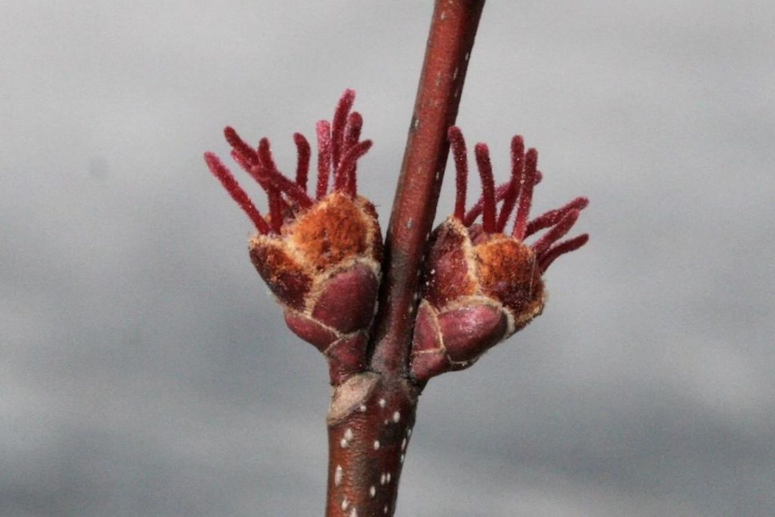 Acer xfreemanii 'DTR 102' (AUTUMN FANTASY® Freeman's Maple), flower, pistillate