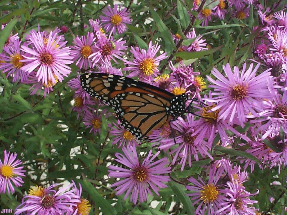 Symphyotrichum novae-angliae (L.) G.L.Nesom (New England aster), flowers
