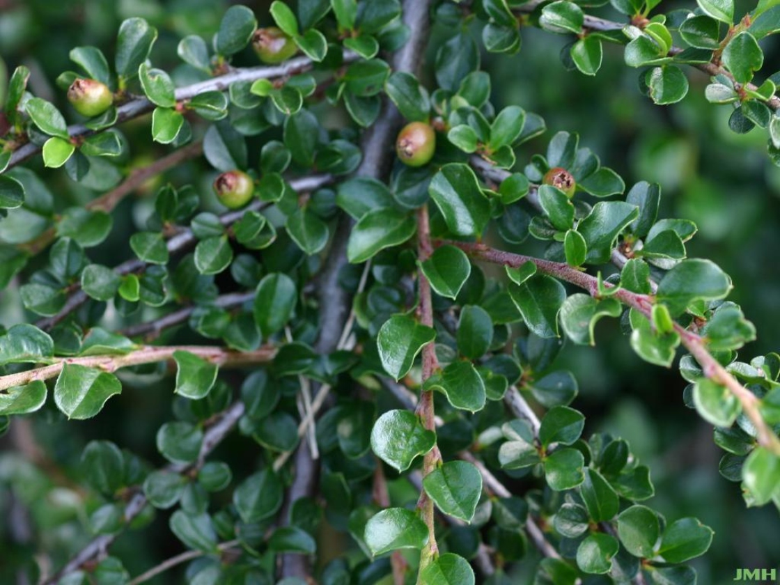 Cotoneaster ‘Hessei’ (Hesse cotoneaster), close-up of leaves and fruit
