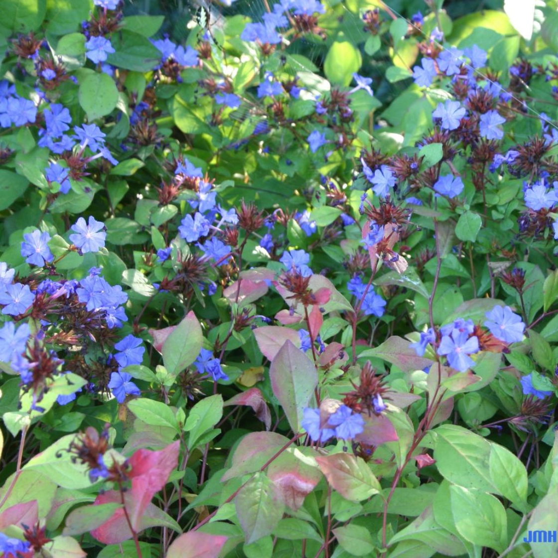 Leadwort | The Morton Arboretum