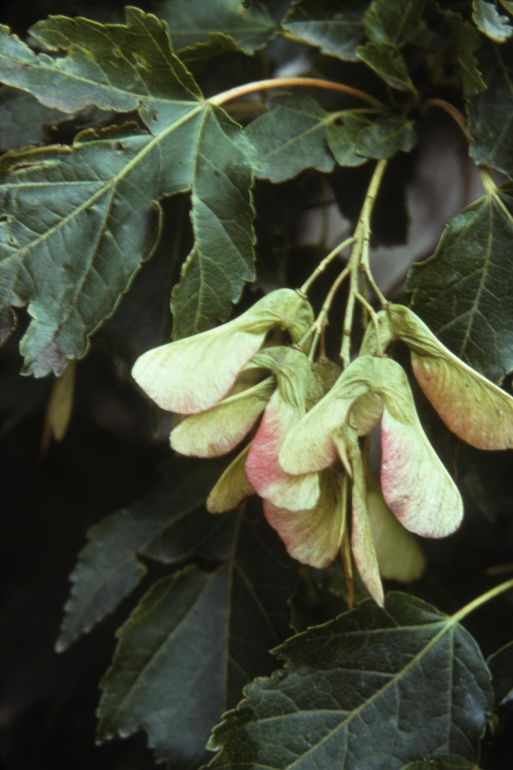 Acer x freemanii (Freeman’s maple), fruit