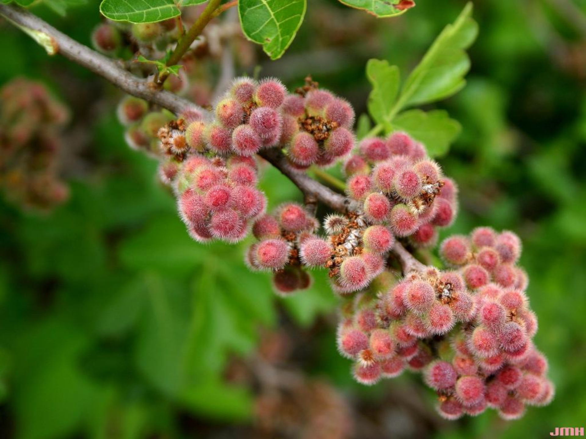 Fragrant sumac The Morton Arboretum