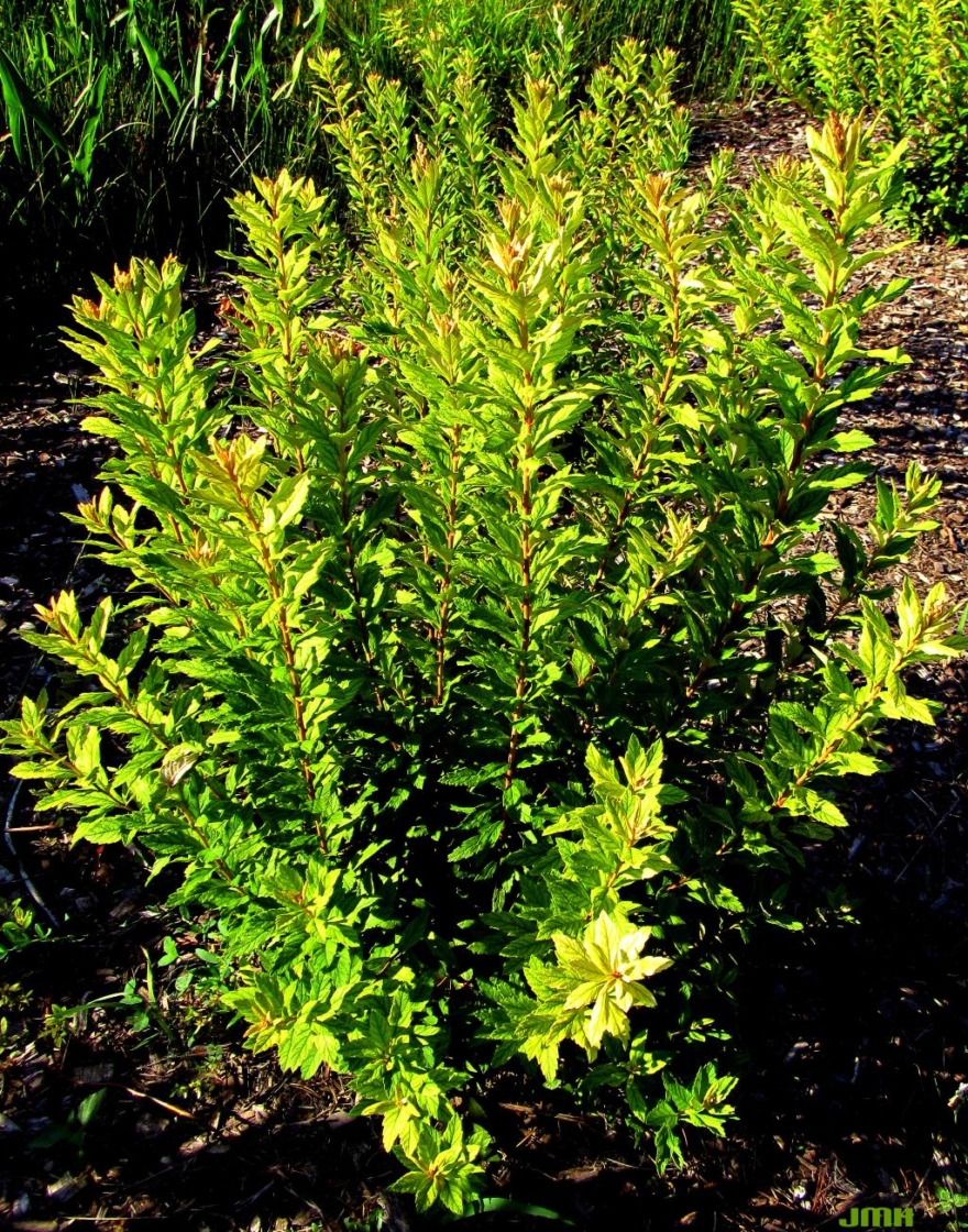 Spiraea tomentosa var. rosea (Raf.) Fern. (hardhack), growth habit, shrub form