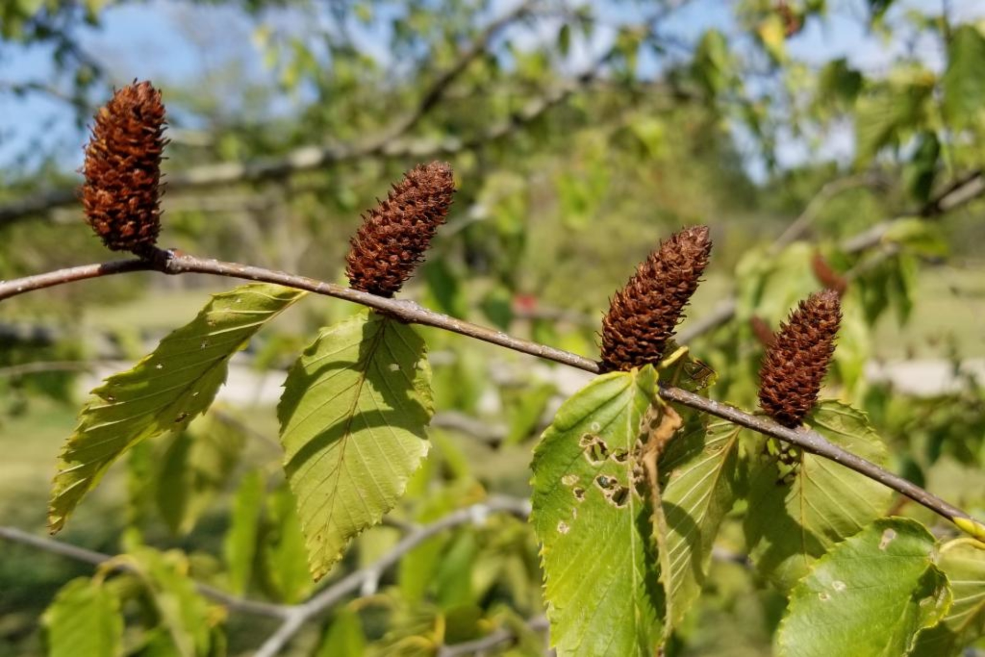 birch tree fruit