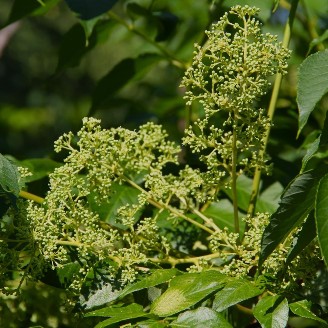 Aralia elata (Miq.) Seem. (angelica-tree), flowers