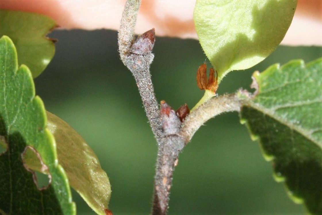 Lacebark elm | The Morton Arboretum