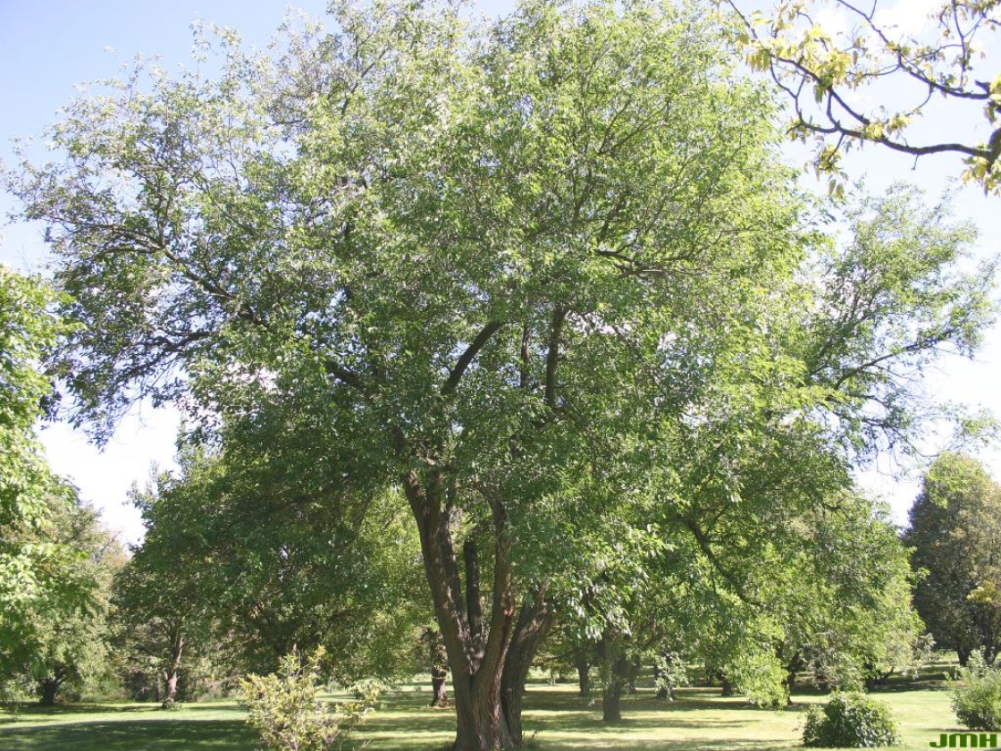 Morus alba L. (white mulberry), growth habit, tree form