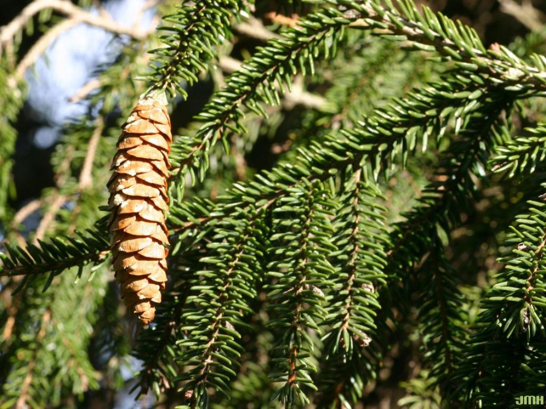 Picea orientalis (L.) Link (Oriental spruce), leaves and cone