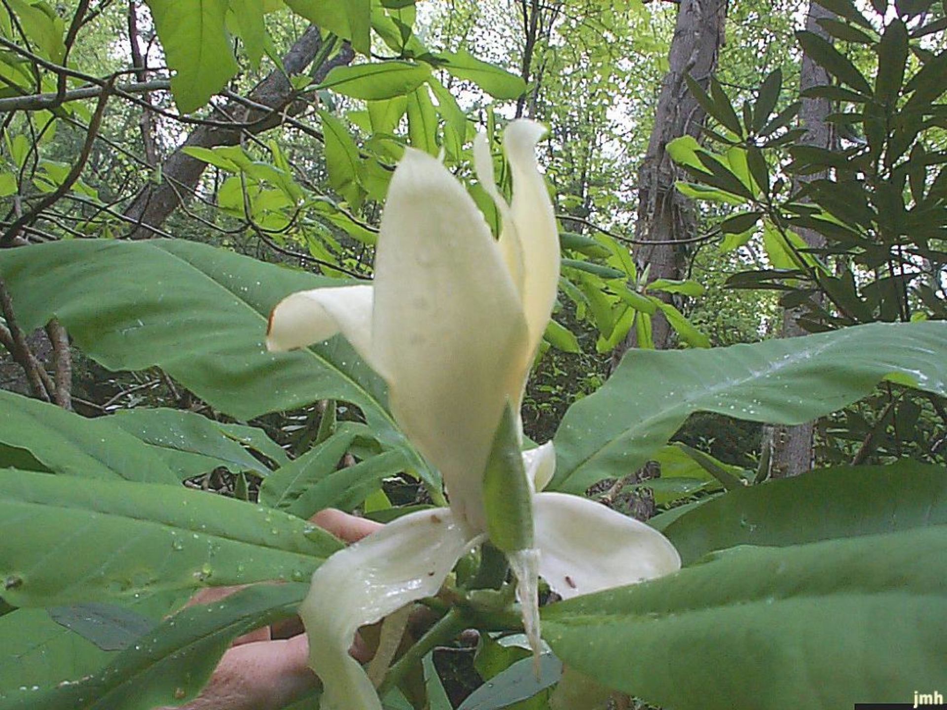 Umbrella magnolia The Morton Arboretum