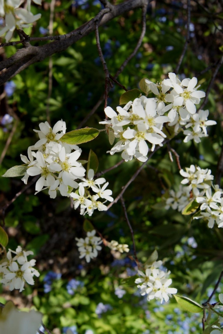 Amelanchier ovalis (Garden Serviceberry), inflorescence