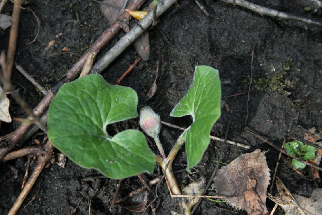 Asarum canadense (Wild-ginger), bud, flower