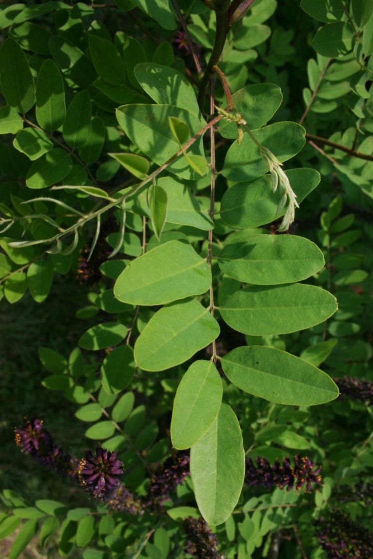 Amorpha fruticosa (Indigo-bush), leaf, upper surface