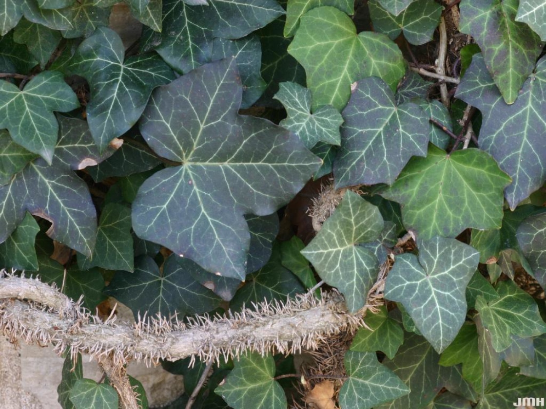 Hedera helix L. (ivy), leaves