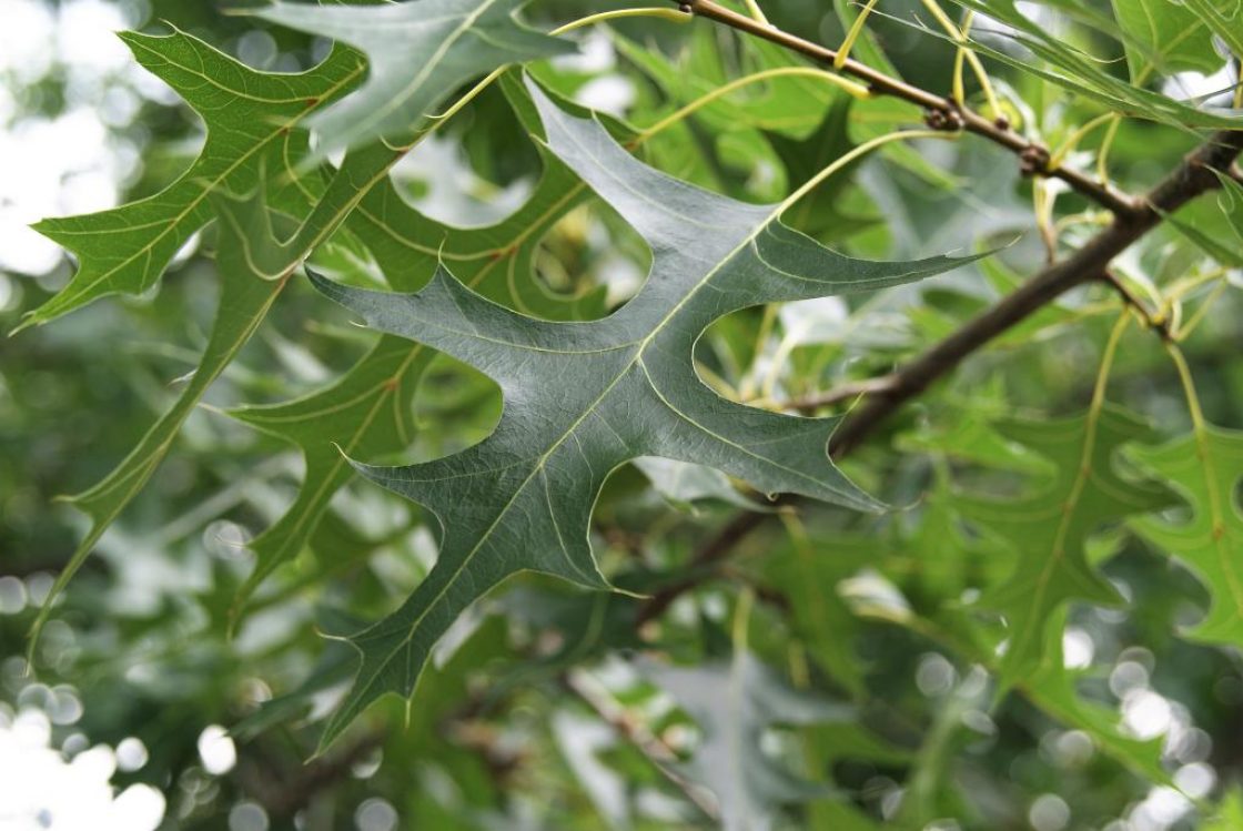 quercus palustris pin oak