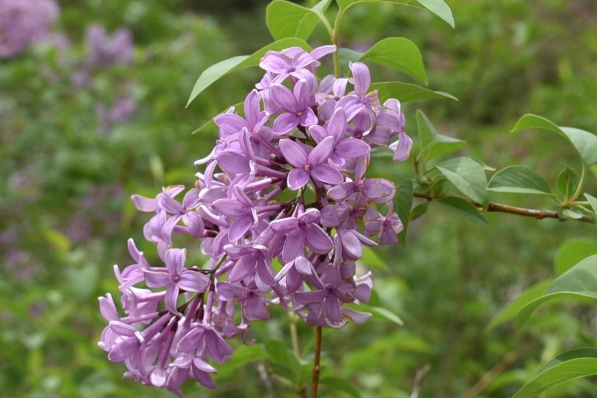 Lilac Persian Plant