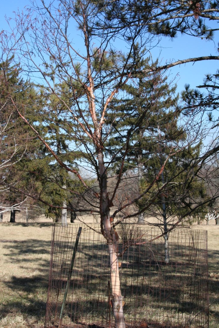 Betula utilis D.Don (Himalayan birch), habit