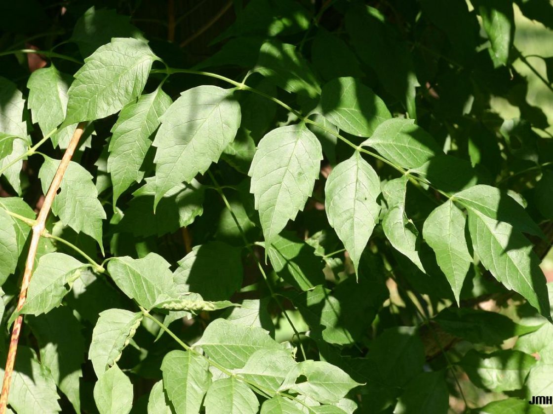 trumpet vine leaves