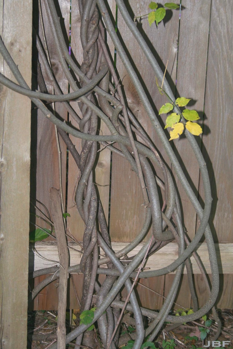 Wisteria macrostachya (Torr. & Gray) Nutt. (Kentucky wisteria), bark, vine
