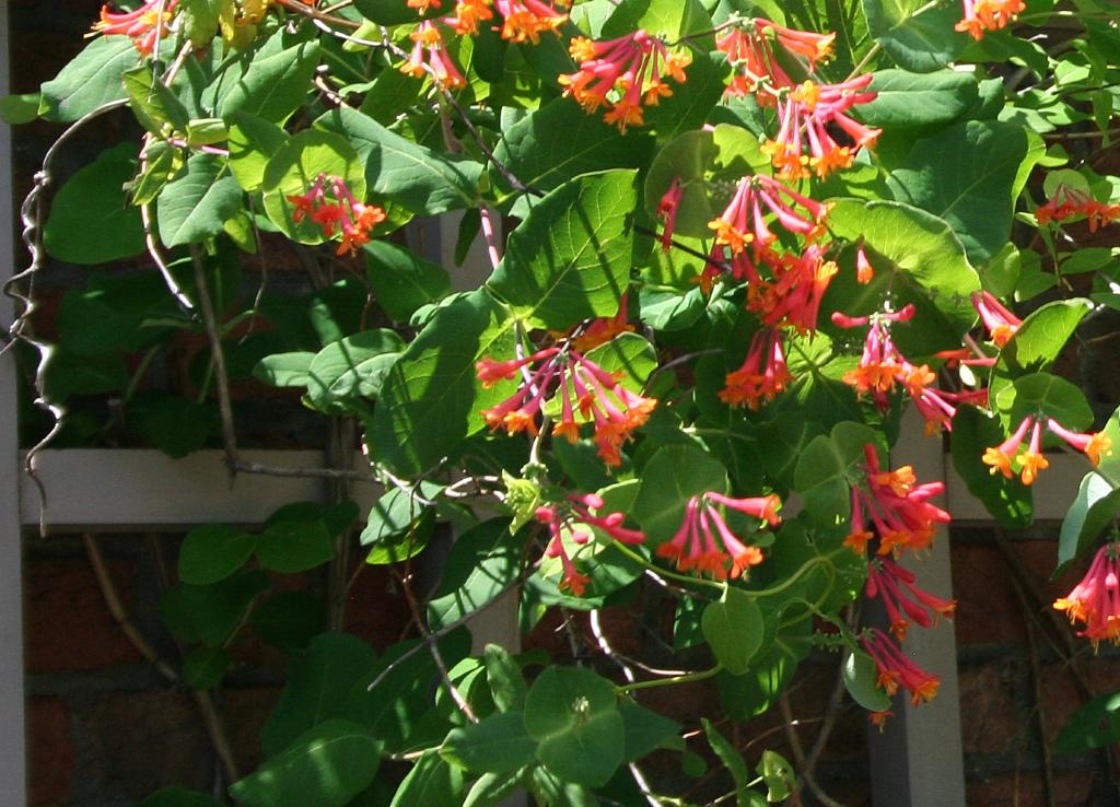 Lonicera ×brownii ‘Dropmore Scarlet’ (Dropmore Scarlet Brown’s honeysuckle), flowers