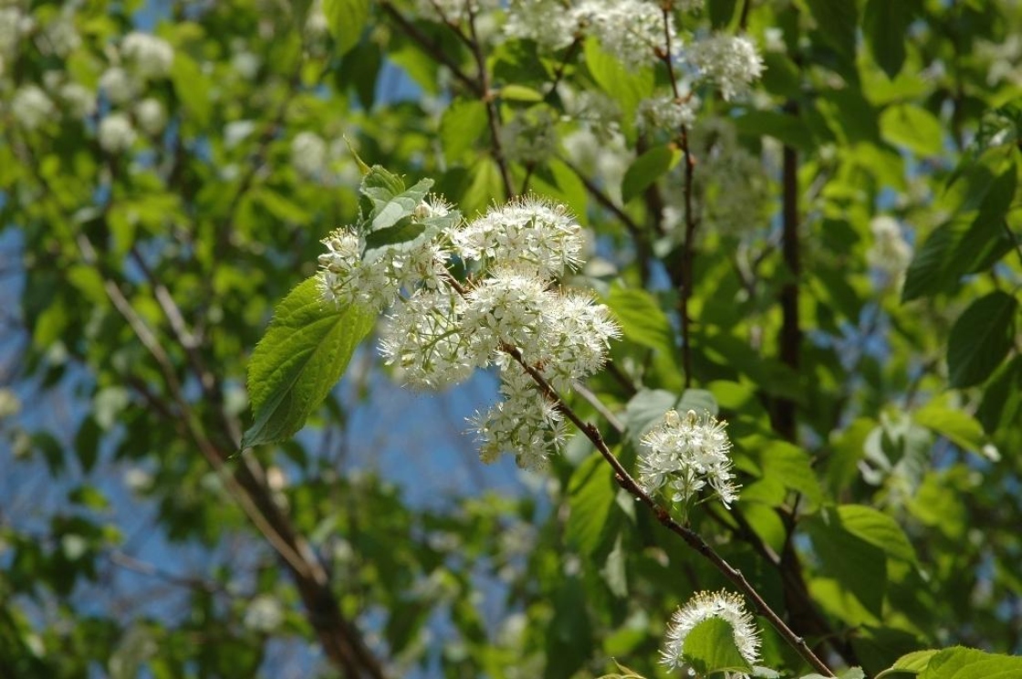 Prunus maackii Rupr. (Amur cherry), inflorescence