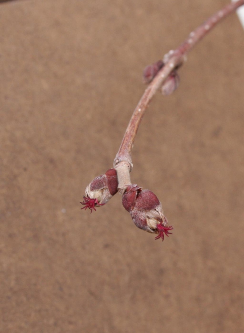 Corylus avellana L. (European hazelnut), flowers