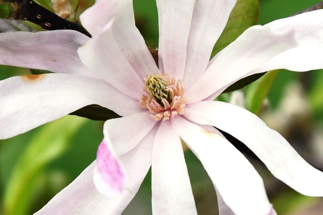Magnolia ×loebneri 'Leonard Messel' (Leonard Messel Loebner's Magnolia), flower, throat