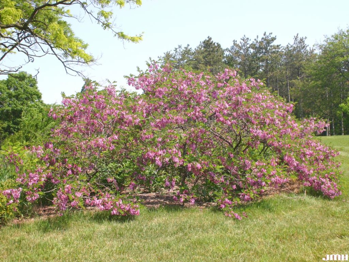 Robinia hispida L. (bristly locust), growth habit, shrub form