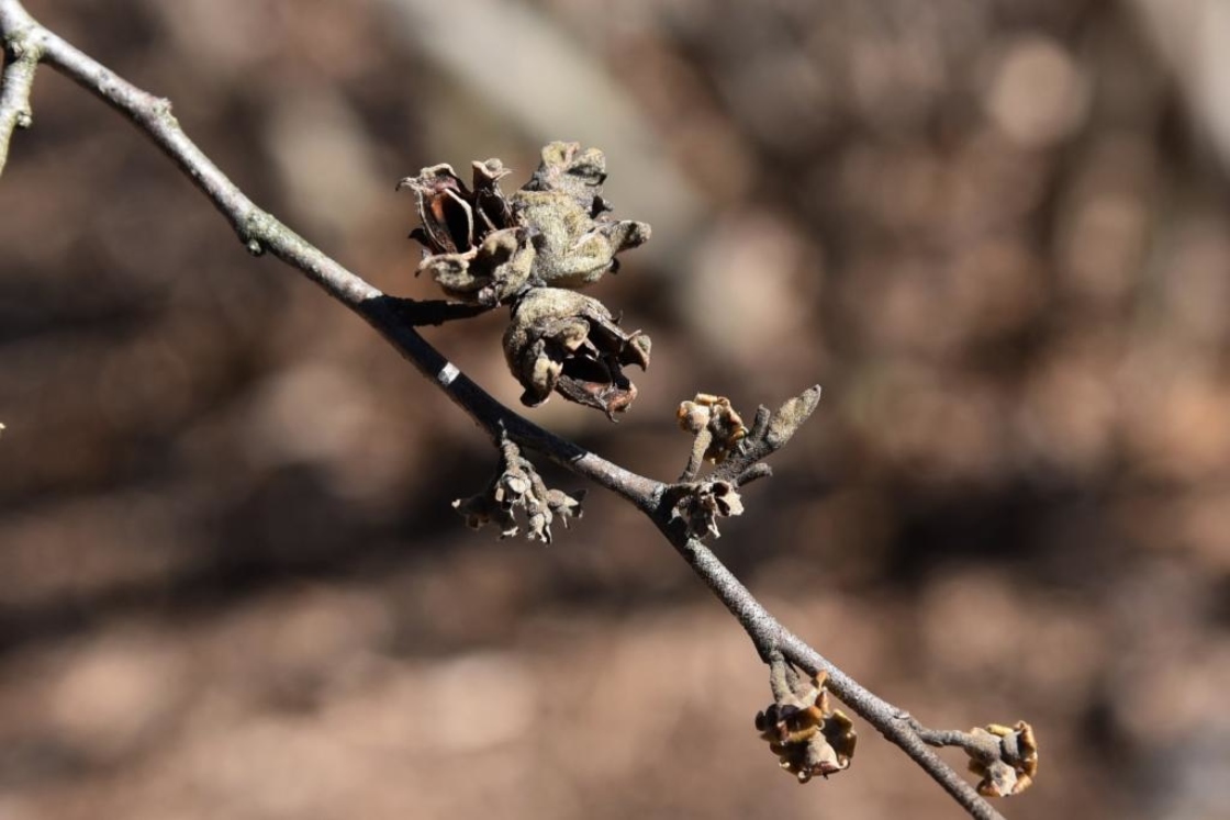 Hamamelis virginiana (Common Witch-hazel), fruit, mature