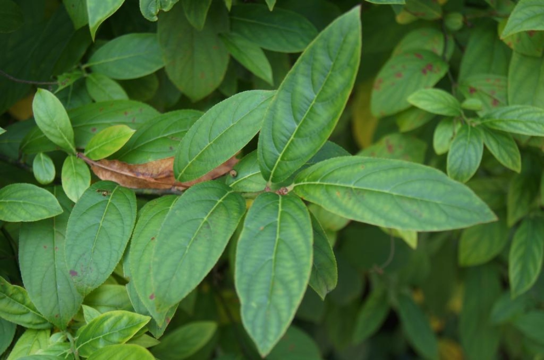 Itea virginica 'Morton' (SCARLET BEAUTY™ Sweetspire), leaves, upper surface