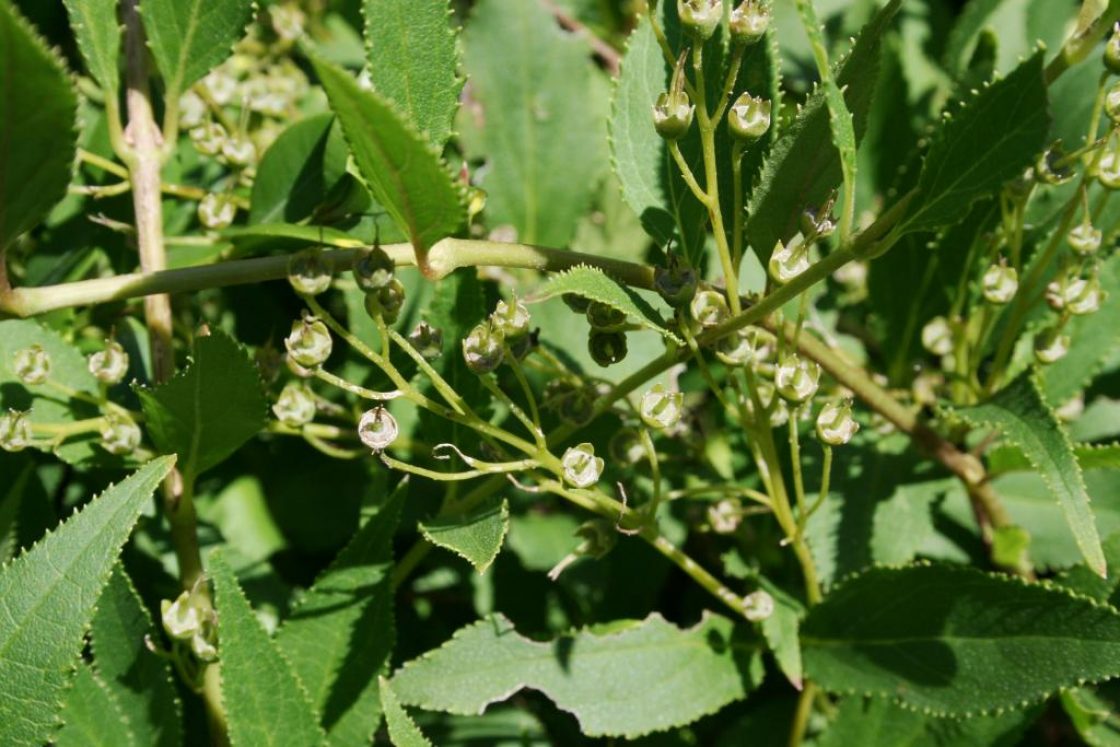 Deutzia gracilis 'Nikko' (Nikko Slender Deutzia), fruit, immature