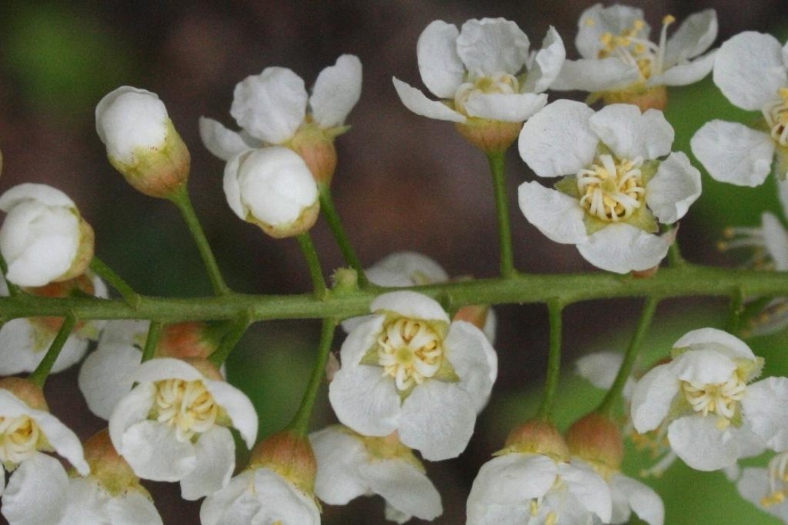Prunus virginiana L. (choke cherry), flowers, full