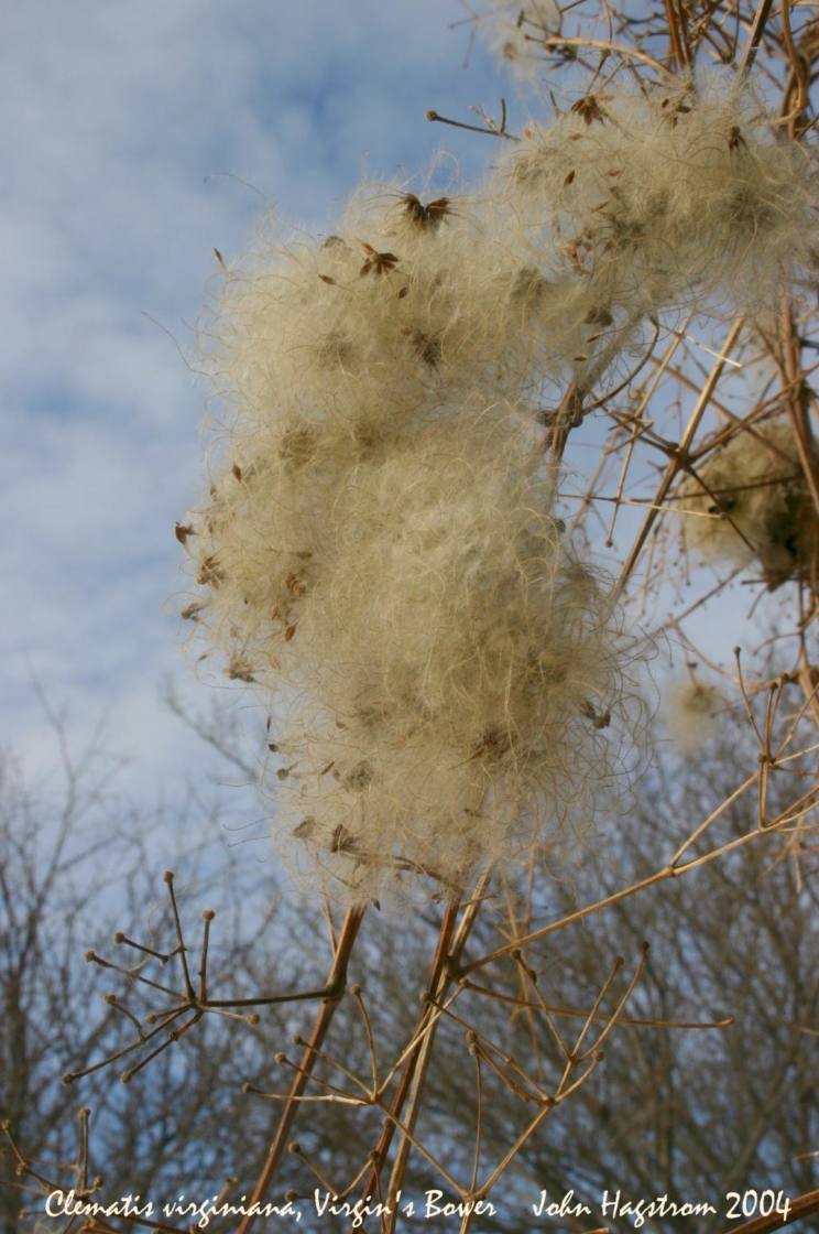 Clematis virginiana L. (virgin’s bower), fruit