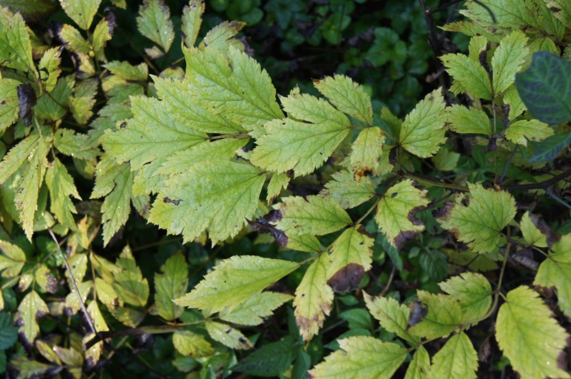 Actaea simplex 'Atropurpurea' (Purple-leaved Autumn Bugbane), leaf, fall