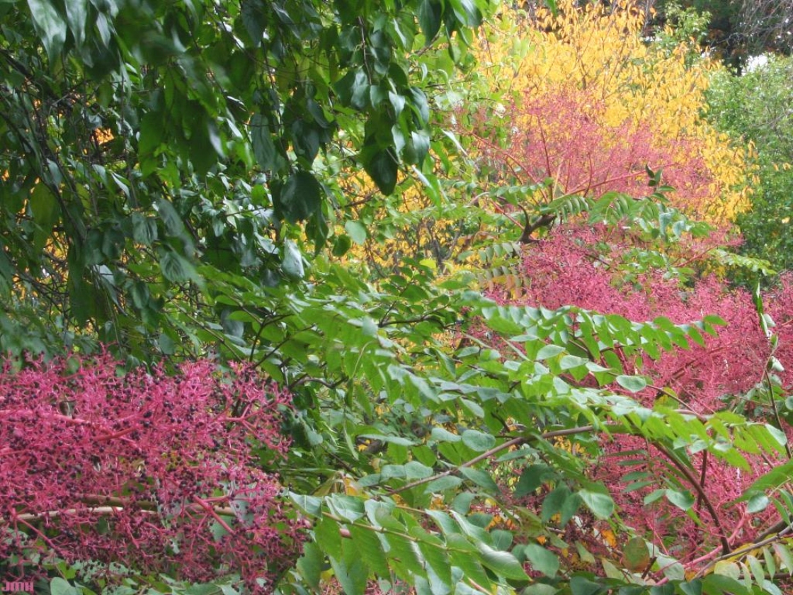 Aralia elata (Miq.) Seem. (angelica-tree), leaves, fruit