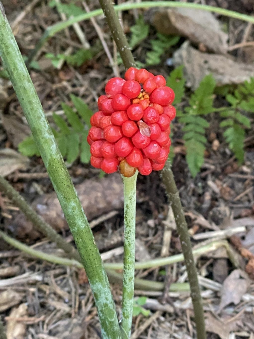 Arisaema triphyllum (L.) Schott (Jack-in-the-pulpit), fruit