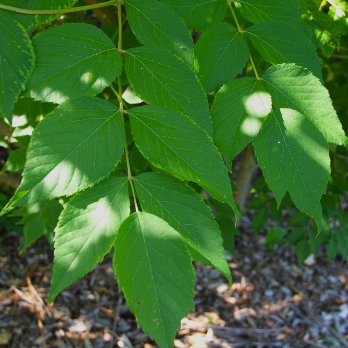 Aralia elata (Miq.) Seem. (angelica-tree), leaves
