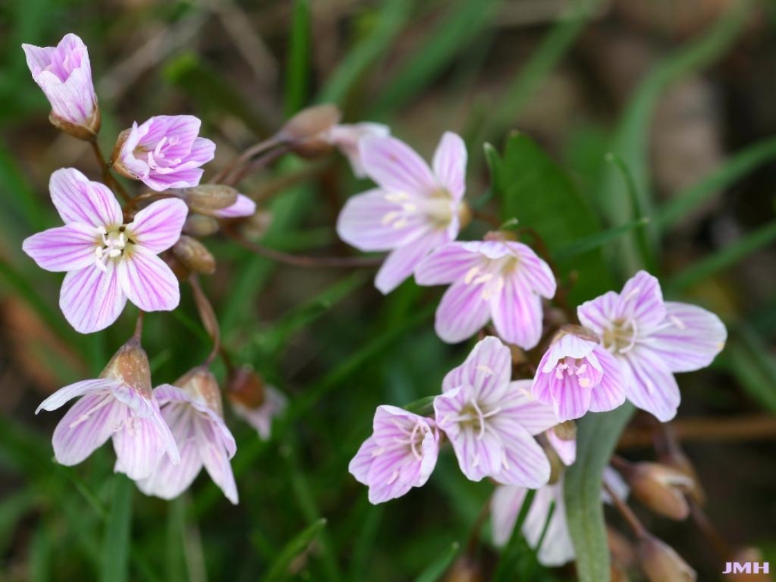 Claytonia virginica L. (spring beauty), flowers
