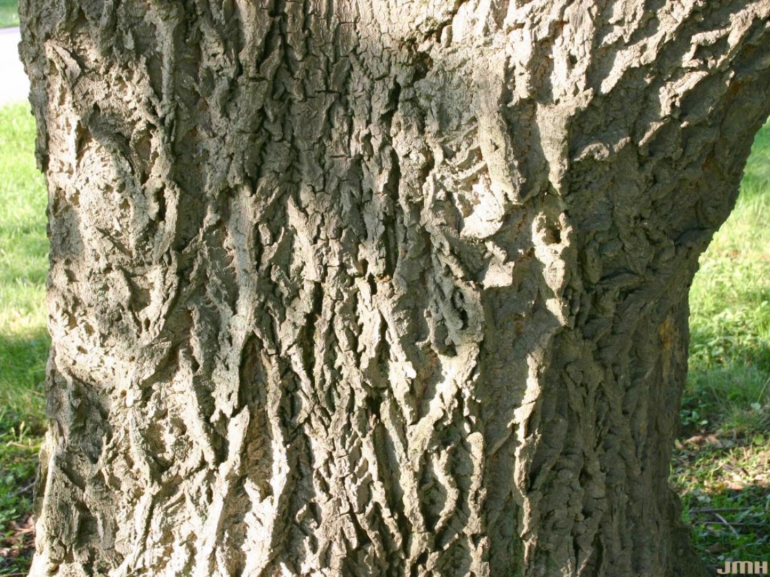 Phellodendron amurense Rupr. (Amur corktree), bark